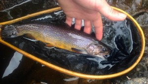 Upper Saugeen River Brook Speckled Trout AA