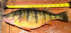 Yellow Perch Lake Simcoe 12 inches resized for web