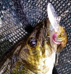 Smallmouth Bass Megabass Lure Landing Net AAA