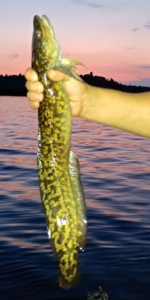 Burbot or Ling