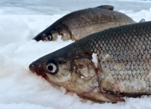A Pair of Lake Simcoe Lake Whitefish While Ice Fishing ...