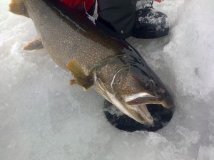 Lake Trout Ice Fishing B