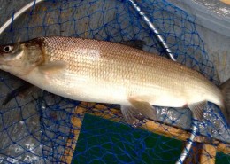 White Fish Lake Simcoe Gold Cotton Cordell CC Spoon Resized for Web