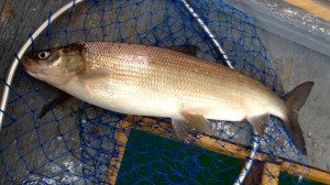 White Fish Lake Simcoe Gold Cotton Cordell CC Spoon Resized for Web