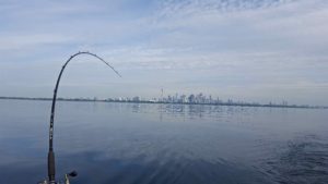 Lake Ontario Downrigging Toronto Skyline AAA