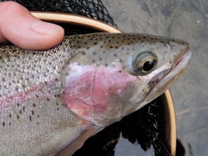 Credit River 16inch Rainbow Trout French Nymphing II