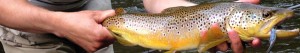 Credit River Streamer Brown Trout Resized for Web