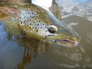 Grand River Brown Trout