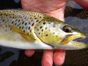 Grand River Euro Czech Nyming Brown Trout AAA