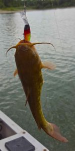 Berkley Flicker Shad Brown Bullhead Catfish Conestogo Lake BBB
