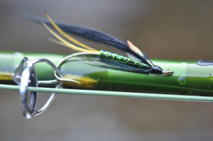 Atlantic Salmon Fly with Jungle Cock Accents.