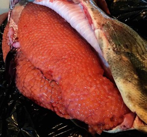 Cured Natural White Clear Salmon Spawn Egg Sacks Steelhead Trout