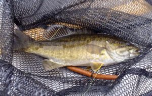 Smallmouth Bass Wacky Rigged Lip Locked Baits Custom Coloured Senko A