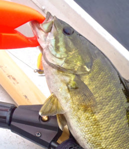 A Floating Fish Gripper used effectively to manage a Northern Pike