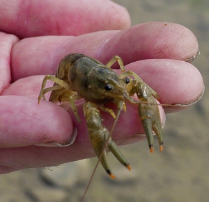 A Guelph Lake Crayfish.