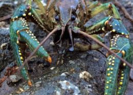 Fairy Lake Crayfish March 2017AAA