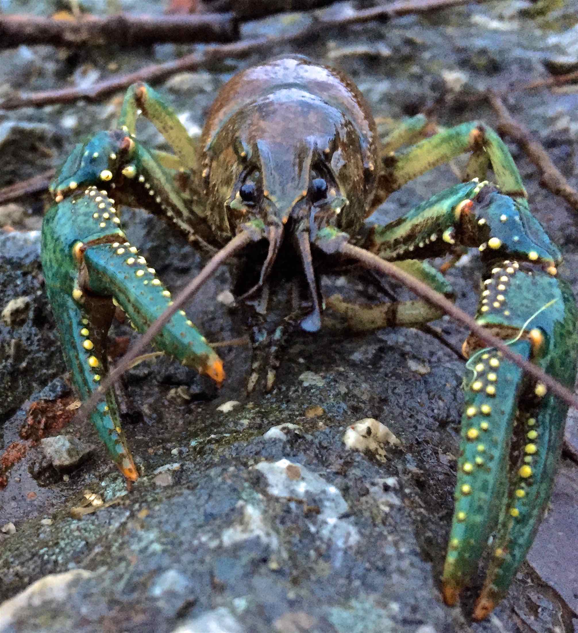 Fairy Lake Crayfish March 2017AAA