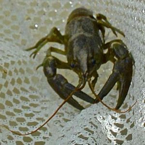 Saugeen River Crayfish AAAA