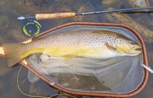 A Redington Hydrogen Euro Nymphing Rod with a Grand River Brown Trout.