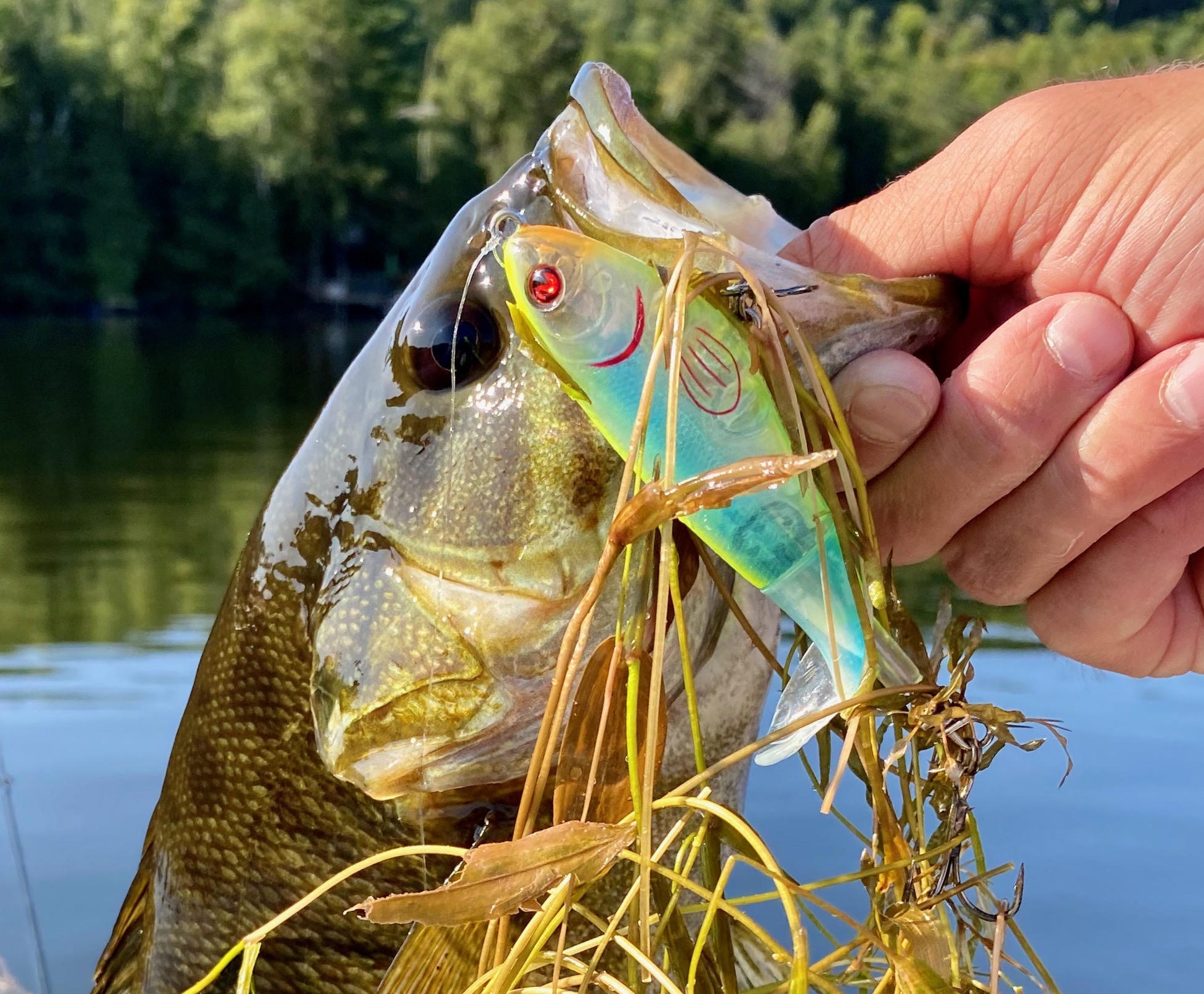 Tips for Fishing The Fall Bass Transition - Hook, Line and Sinker -  Guelph's #1 Tackle Store Tips for Fishing The Fall Bass Transition